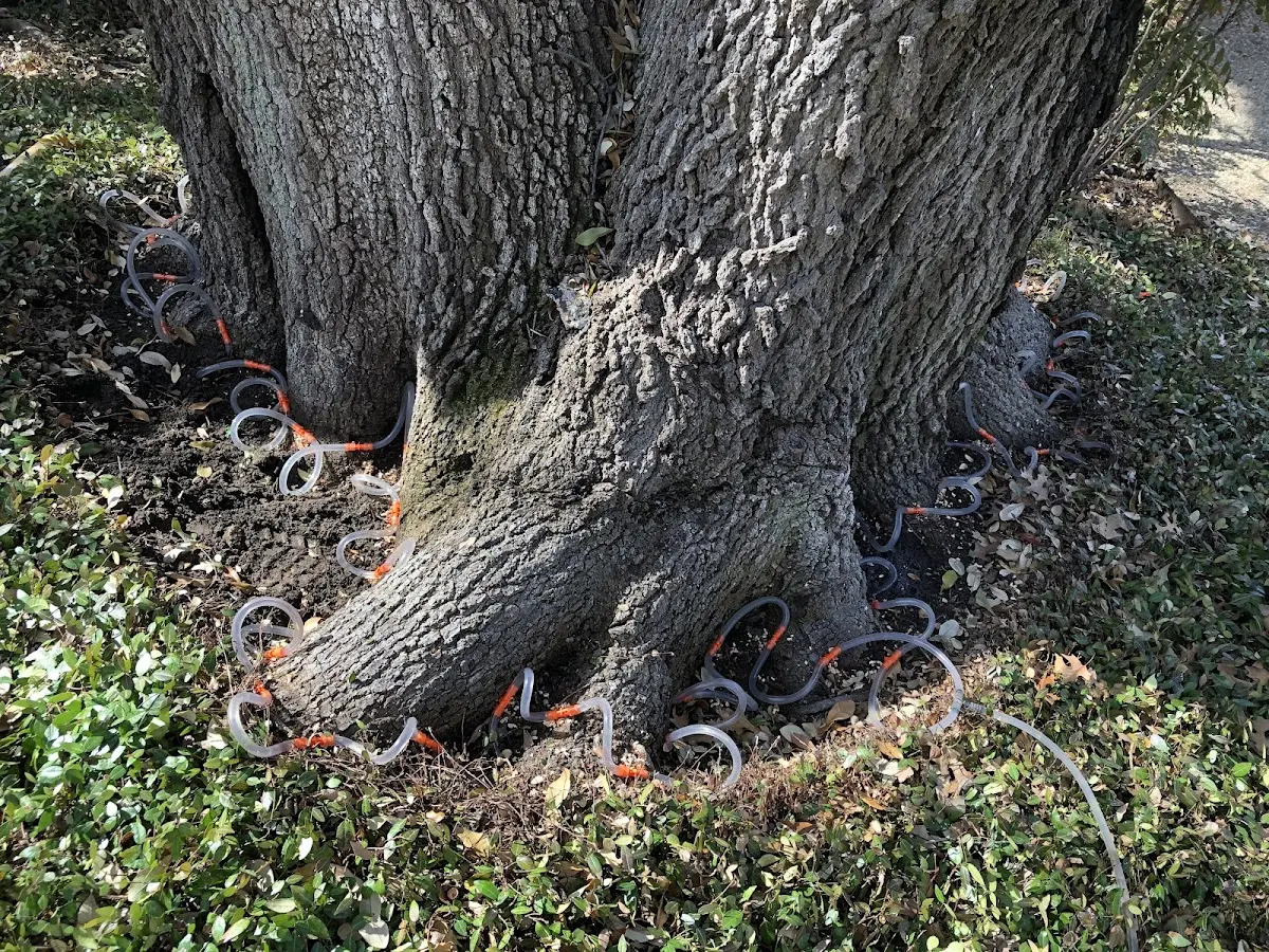 Detailed Tree Cabling and Bracing job site in Kewaskum