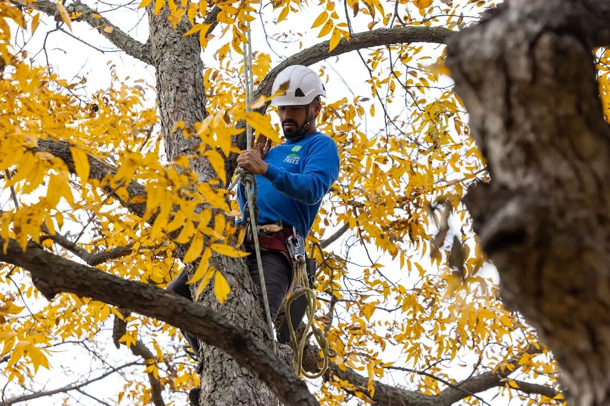 Skilled Tree Planing crew working in Kewaskum