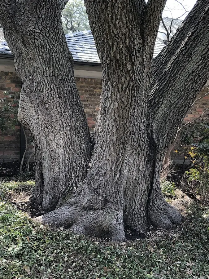 Mature heritage tree close to a Kewaskum property cared for by certified arborists